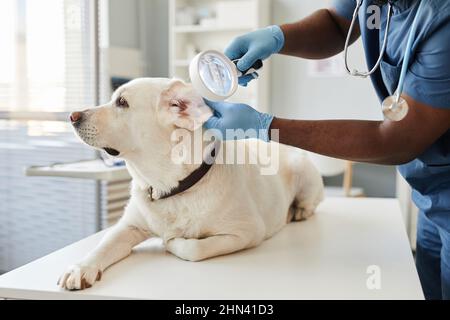 Behandeltes Tierarzthandchen mit Lupe untersucht die Ohren des weißen labrador-Hundes, der in modernen Tierarztkliniken auf einem medizinischen Tisch liegt Stockfoto