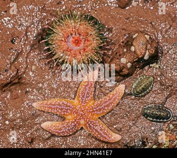 Grüner Seeigel (Psammechinus miliaris, Unterseite), gewöhnlicher Seestern (Astérias rubens) und zwei gewöhnliche Chitonen (Lepidochiton cinerea) bei Ebbe an einem felsigen Strand. Großbritannien... Stockfoto