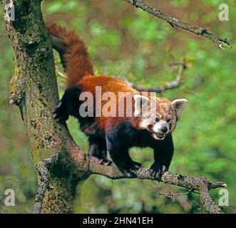 Kleiner Panda oder Roter Panda (Ailurus fulgens), der in einem Baum klettert. Captive Stockfoto