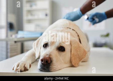 Der kranke junge labrador liegt in Kliniken auf einem weißen medizinischen Tisch und schaut in die Kamera, während der Tierarzt ihn in Handschuhen untersucht Stockfoto