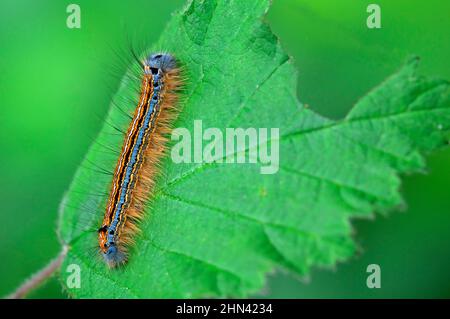 Lakaien-Motte (Malacosoma neustria). Bunte Raupe auf einem Blatt. Deutschland Stockfoto