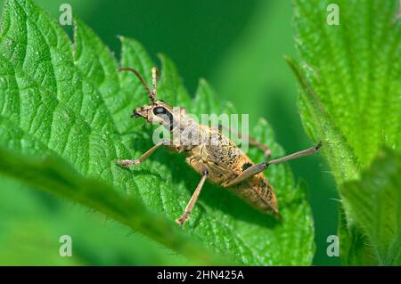 Gerippte Kiefer Borer (Rhagium Inquisitor) auf einem lef. Deutschland Stockfoto