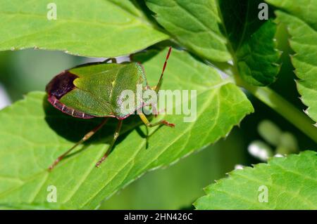 Gewöhnlicher Grüner Schildfehler (Palomena prasina) auf Blatt. Stockfoto
