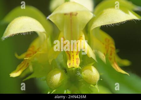 Gelber Erzengel, Goldene Totnessel, Weaselschnauze (Lamium galeobdolon, Galeobdolon luteum), blühend. Deutschland Stockfoto