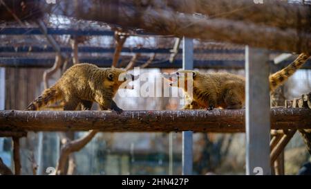 Peking, Peking, China. 14th. Februar 2022. 7. Februar 2022, Beijing Zoo im Winter, schöne Tiere. (Bild: © SIPA Asia via ZUMA Press Wire) Stockfoto