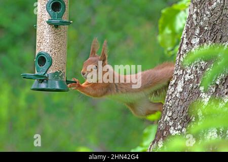 Red Squirrel (Sciurus vulgaris) versucht, einen schwankenden Futterspender zu halten, um zum Essen zu gelangen. Deutschland Stockfoto