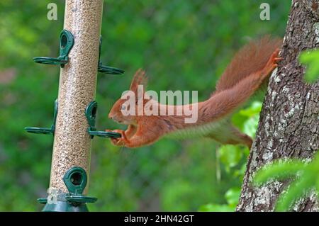 Red Squirrel (Sciurus vulgaris) versucht, einen schwankenden Futterspender zu halten, um zum Essen zu gelangen. Deutschland Stockfoto