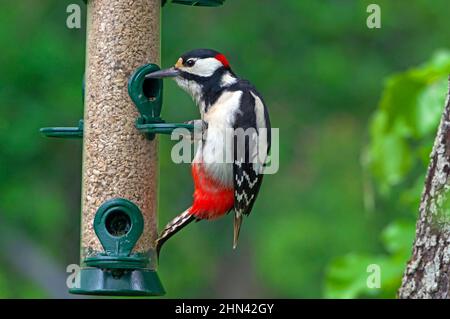 Buntspecht (Picoides Major, Dendrocopos Major). Männchen am Futterspender mit geschälten Sonnenblumenkernen. Deutschland Stockfoto