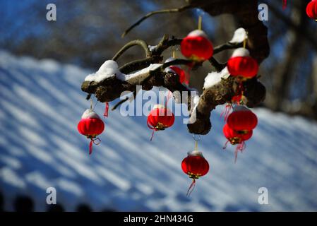 Peking, Peking, China. 14th. Februar 2022. Am 14. Februar 2022, am Eingang des neuen Palastes des Sommerpalastes in Peking, fiel nach dem ersten Frühlingsschnee im Jahr des Tigers der dicke Schnee auf die Fäden roter Laternen an den Zweigen. Der weiße Schnee und die roten Laternen ergänzen sich und locken unzählige Touristen zum Fotografieren an. (Bild: © SIPA Asia via ZUMA Press Wire) Stockfoto