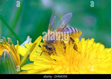 Europäische Honigbiene, westliche Honigbiene (APIs mellifera, APIs mellifica). Arbeiter mit Pollen bedeckt, während sie sich mit dem Dandelionennektar ernährte, Stockfoto