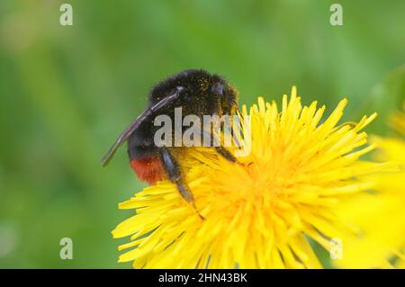 Rotschwanzbumblebee (Bombus lapidarius) sammeln Pollen auf der Eibenblume. Deutschland Stockfoto