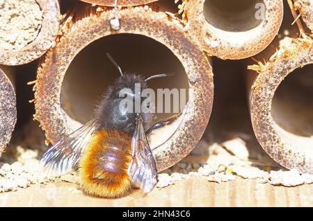 Zweifarbige Freimaurerbiene (Osmia rufa) im Insektenhotel am Eingang eines hohlen Schilfs, das sie zur Zucht verwendet. Größe des Insekts: 9-10 mm. Deutschland Stockfoto