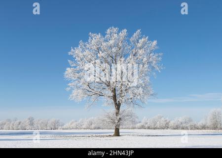 Englische Eiche (Quercus robur). Einzelner Baum im Winter. Deutschland Stockfoto