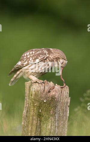 Kleine Eule (Athene noctua). Erwachsener mit einem Erdwürmer im Schnabel, der auf einem Zaunpfosten steht. Deutschland Stockfoto