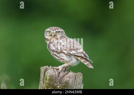Kleine Eule (Athene noctua) steht auf einem Pfosten auf einer blühenden Wiese. Deutschland Stockfoto