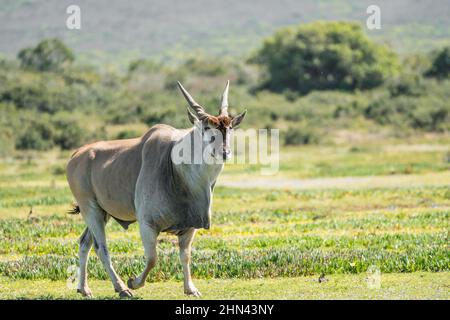 Gemeiner Eland (Taurotragus oryx), südlicher Eland, Eland-Antilope wild im De Hoop-Naturschutzgebiet, Westkap, Südafrika Stockfoto