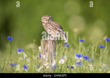 Kleine Eule (Athene noctua) mit Mausraub, auf einem Pfosten in einer blühenden Wiese thront. Deutschland Stockfoto