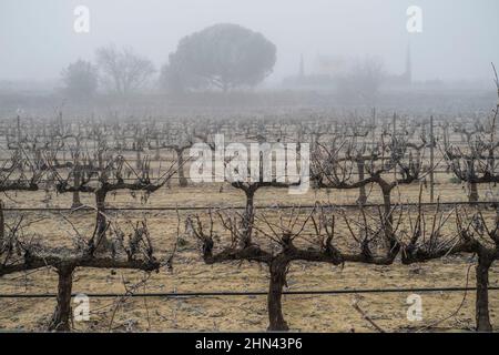 Weinberg in einer Winterzeit in Tarragona in Katalonien Spanien Stockfoto