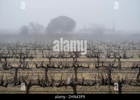 Weinberg in einer Winterzeit in Tarragona in Katalonien Spanien Stockfoto