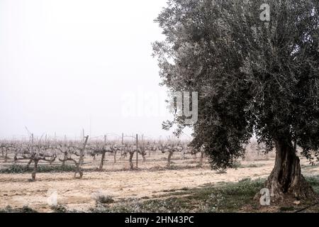 Weinberg in einer Winterzeit in Tarragona in Katalonien Spanien Stockfoto