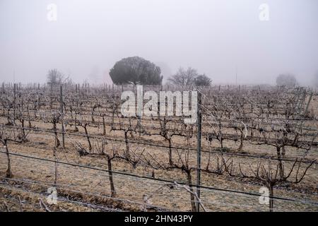 Weinberg in einer Winterzeit in Tarragona in Katalonien Spanien Stockfoto