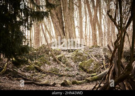 Muffiger Schuss in den Wald, Baum auf einem Hügel aus alten Steinen Stockfoto