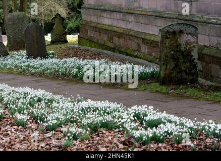 Schneeglöckchen in St. Nichola Churchyard, Elmdon, West Midlands, England, Großbritannien Stockfoto