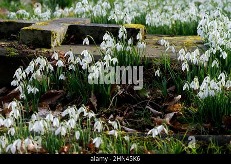 Schneeglöckchen in St. Nichola Churchyard, Elmdon, West Midlands, England, Großbritannien Stockfoto