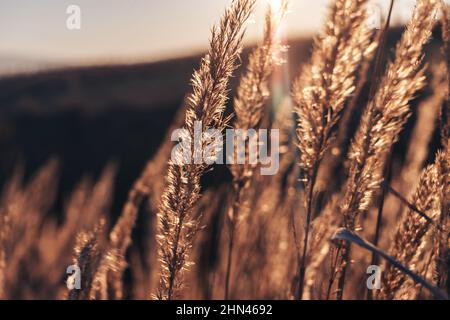 Foto der trockenen Blume Arctium láppa, große Klette. Nahaufnahme einer trockenen Blume bei Sonnenuntergang. Trockenes Blütenblätterwerk Stockfoto