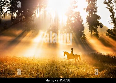 Budyonny, Budenny. Reiterin auf einem Kastanienhengst, der im Morgennebel auf einer Wiese trabelt. Deutschland Stockfoto