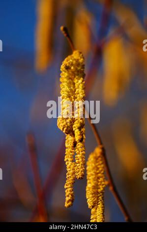 Nahaufnahme von männlichen Hasel-Blüten im Februar. Stockfoto