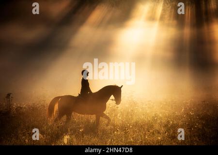 Budyonny, Budenny. Reiterin auf einem Kastanienhengst, der im Morgennebel auf einer Wiese trabelt. Deutschland Stockfoto
