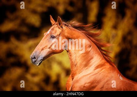 Budyonny, Budenny. Porträt eines Fuchshengstes. Deutschland Stockfoto