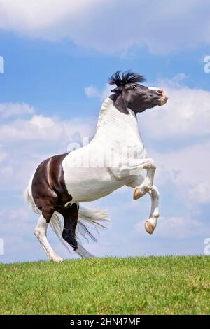 Auf einer Weide brüten die Ponybeine. Deutschland Stockfoto