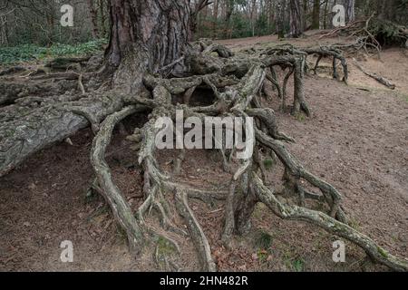 Schotten Kiefer (Pinus sylvestris) Wurzeln durch Erosion von sandigen Boden ausgesetzt. Surrey, Großbritannien Stockfoto