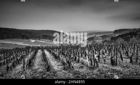 Landschaft in Schwarz und Weiß am Klima von Burgund 'Sur Herbeux', Pernand-Vergelesses, Frankreich Stockfoto