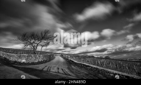 Landschaft in Schwarz und Weiß und Langzeitbelichtung im Klima von Burgund 'Les Charmots', Pommard, Burgund, Frankreich Stockfoto