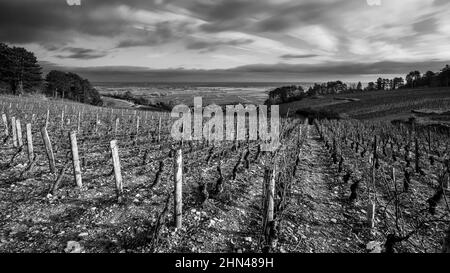 Schwarz-weiße Landschaft in Burgund Klima en Vaux, Volnay, Côte d'Or, Frankreich Stockfoto