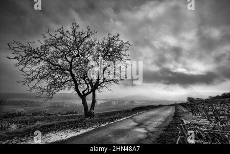 Landschaft in Schwarz und Weiß im Klima von Burgund 'La Commes', Santenay, Burgund, Frankreich Stockfoto