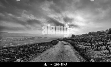 Schwarz-weiße Landschaft bei burgunderem Klima Les Gravières, Santenay, Burgund, Frankreich Stockfoto