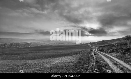 Schwarz-weiße Landschaft bei burgunderem Klima Les Gravières, Santenay, Burgund, Frankreich Stockfoto