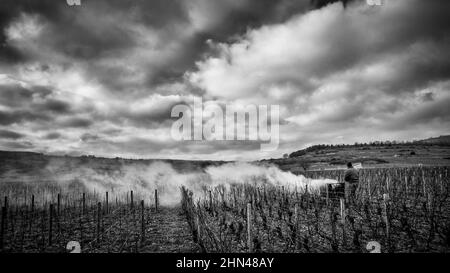 Brennen von Triebe im Klima von Burgund Batard-Montrachet, Chassagne-Montrachet, Côte d'Or, Frankreich Stockfoto