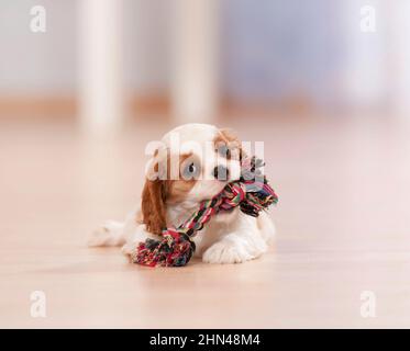 Cavalier King Charles Spaniel. Ein Welpe liegt auf Parkettboden und kaut an einem bunten Tau Stockfoto