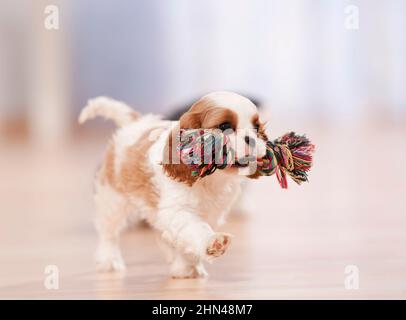 Cavalier King Charles Spaniel. Der Welpe läuft in einer Wohnung, trägt ein buntes Seil. Deutschland Stockfoto
