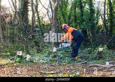 Mann, der Baum mit Kettensäge für Holzstämme zum Heizen im Holzofen, County Donegal, Irland, schneidet Stockfoto