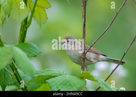 Gewöhnlicher Weißbroat (Sylvia communis). Weibchen klammert sich an einen Brambleberry-Zweig. Deutschland Stockfoto