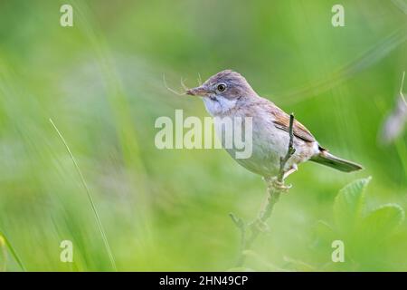 Gewöhnlicher Weißbroat (Sylvia communis). Weibchen mit Insekten für die Jungen in ihrem Schnabel auf einem Zweig. Deutschland Stockfoto