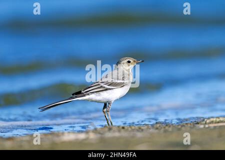 Pied Wagtail, Pied White Wagtail (Motacilla alba) unreif am Strand stehend. Deutschland Stockfoto