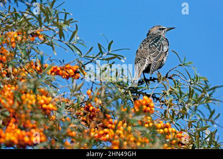 Europäischen Star (Sturnus Vulgaris). Jugendkriminalität in fruchttragenden Sanddorn. Deutschland Stockfoto