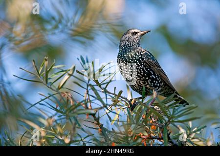 Europäischer Star (Sturnus vulgaris). Erwachsene im Winter Gefieder in Sanddorn. Deutschland Stockfoto